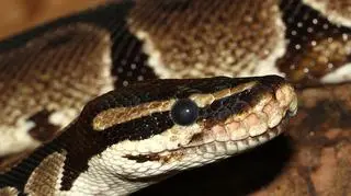 Węże były przemycane w skrzyniach po owocach