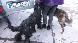 Sopoccy strażnicy odebrali psy kobiecie
