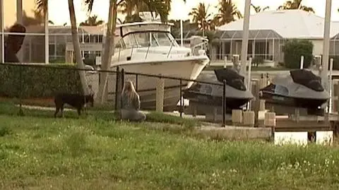 Delfiny uratowały dobermana Turbo