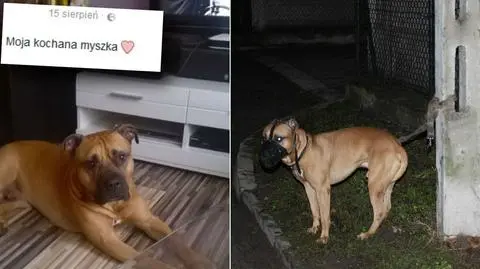 Amstaff został porzucony we wtorek wieczorem