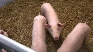 Świnia z ludzką trzustką może być przełomem w medycynie