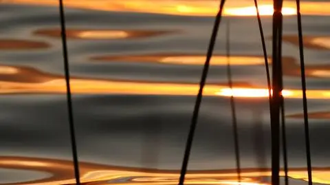 Pożar trzcin na Gople