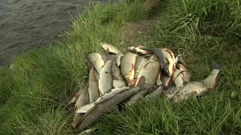 Poland. Local anglers claim environmental disaster after a massive release of turpentine into lake Żywiec