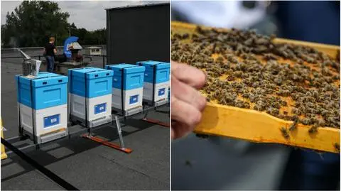 Kraków. Mini pasieki powstaną na dachach budynków miejskich