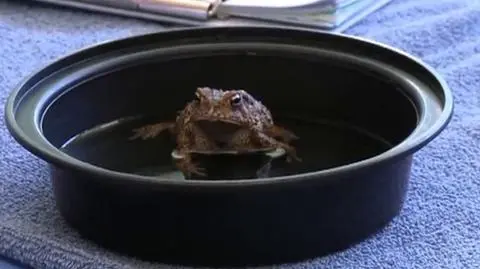 Ocalili ropuchę z ginącego gatunku. Amputowali jej palce