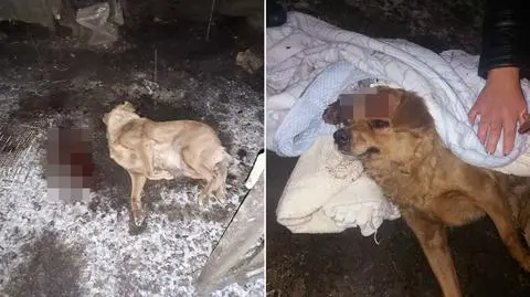 Właściciel skatował swoją suczkę, ledwo przeżyła