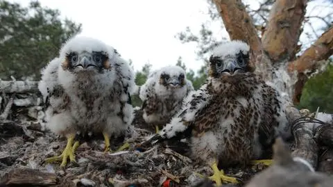 Cztery sokoły wędrowne wykluły się w sztucznym gnieździe