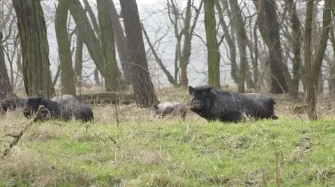 Wietnamskie świnie w gminie Dopiewo