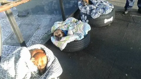 Pracownicy stacji autobusowej pomogli bezpańskim szczeniakom