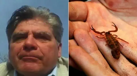 Skorpion w samolocie. Relacja pasażera United Airlines