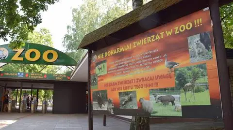 Poznań: Zwiedzający dokarmiają zwierzęta w zoo