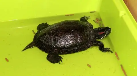 Policjanci zatrzymali na drodze… żółwia