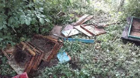 Niedźwiedź pojawił się pod Myślenicami. Zniszczył dwie pasieki