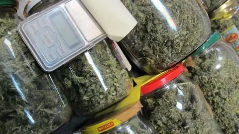 Posortowana według gatunku i daty zbioru. Marihuana w rękach policji