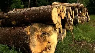 Mężczyzna najpierw wyciął a następnie ukradł drzewo