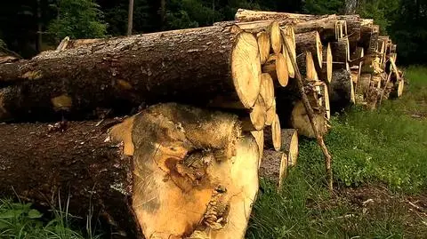 Ukradł 20 dębów. Wpadł po 2,5 roku