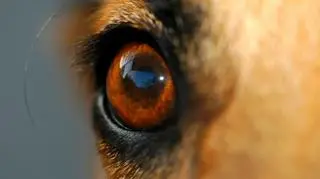 Zabił psa za 100 zł?