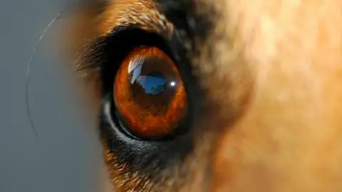 "Bestialsko zabili psa, katowali go drewnianym kołkiem"