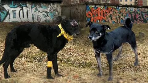 Skatowany kundelek pozostawiony na pewną śmierć. Życie uratował mu inny pies