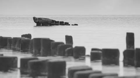 Gdynia: Foka wyleguje się na łamaczach fal w Babich Dołach