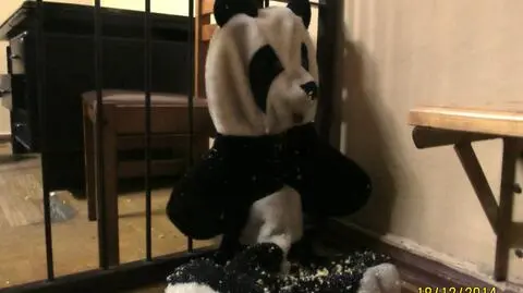 Ukrył narkotyki w pluszowej pandzie