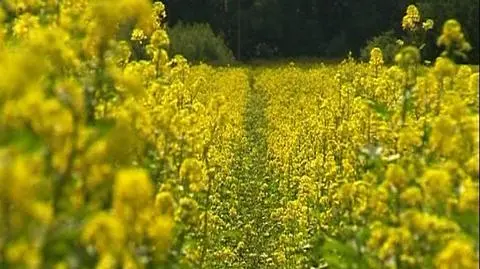 Biopaliwa to "zbrodnia przeciwko ludzkości"