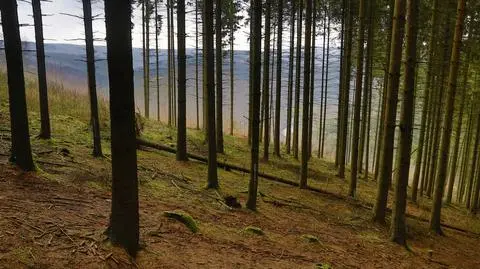 Rumuni bronią lasów. Tysiące osób wyszły na ulice