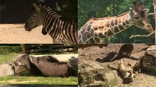 Krakowskie zoo wciąż mnoży atrakcje dla zwiedzających 