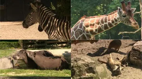 Na początku był jeleń od prezydenta.
85 lat minęło, a zoo wciąż jest atrakcją