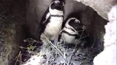 Pingwin urodził się we wrocławskim zoo