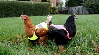 Kura zatrzymała samochód sąsiadki oskarżonej 