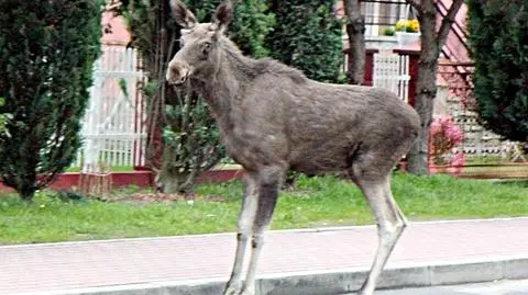 Samica łosia odwiedziła centrum Mielca