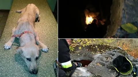Ktoś zamknął psa w studzience. Uratował go były piłkarz Lecha
