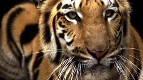 Z cyrku uciekła tygrysica