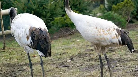 Młode żurawie nową atrakcją krakowskiego zoo