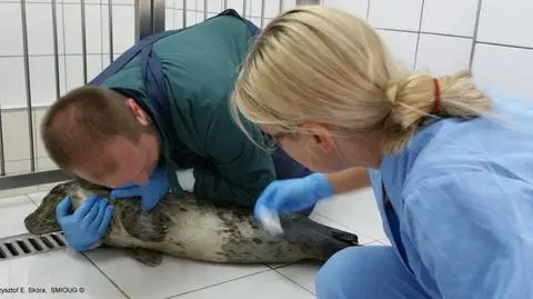 Foka trenuje pływanie i uczy się jeść