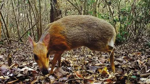 Myszo-jelenie nagrane. Przez prawie 30 lat myślano, że wyginęły