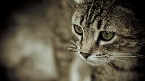 Kaczyński o swoim kocie: Lubi winogrona