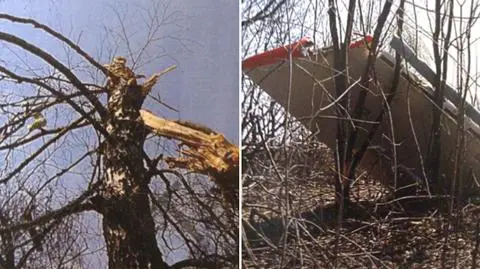 Pobrano fragment brzozy ze Smoleńska. Przesłuchano 11 osób