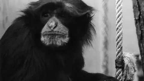 W czwartek zoo poinformowało o śmierci Buni