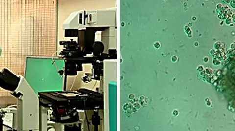 Po emeryturach PO bierze się za in vitro