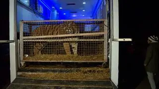 Siedem tygrysów trafiło do zoo w Poznaniu