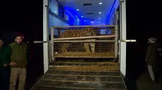 Siedem tygrysów trafiło do zoo w Poznaniu