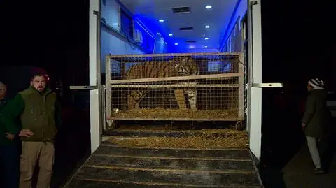 Siedem tygrysów trafiło do zoo w Poznaniu