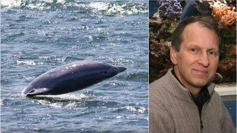 Zobaczył delfiny w Bałtyku