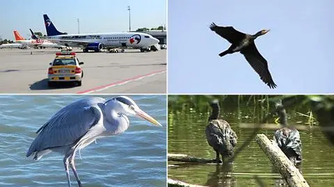 Strzały w pobliżu lotniska. Odstraszają ptaki