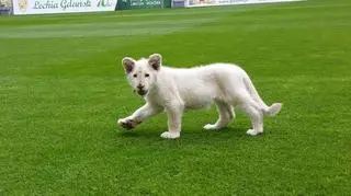 Biały lew na stadionie 