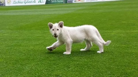 Biały lew na PGE Arenie