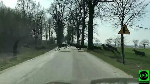Jelenie przebiegały przez drogę. "Było majestatycznie"