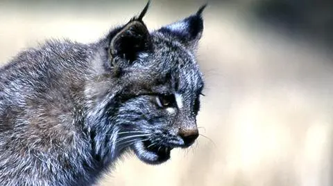 Fantastisch Ryś na wolności